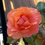 Profile Picture of Anna Di Raimondo (@annamondo73) on Instagram
