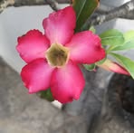 Profile Picture of Alberta Poe (@Alberta-Poe) on Facebook