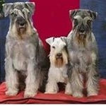 Profile Picture of Chandrani Chapman (@chandranichapman) on Instagram