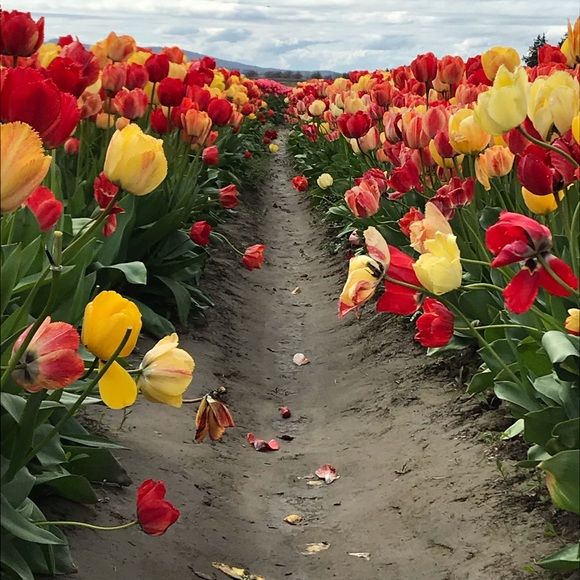 Profile Picture of Brandi Vanderlaan (@iluvhk) on Poshmark