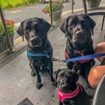 Profile Picture of Jack, Barney & Meg (@3_labs_jack_barney_and_meg) on Instagram