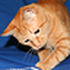 Profile Picture of Ron Fowler (@Ron Fowler) on Flickr