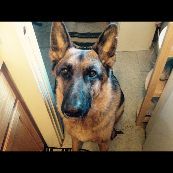 Profile Picture of Roxanne Brodie (@gsd) on Poshmark