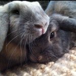 Profile Picture of Dexter, Dorris (👼🏼👼) & Jasper (@dexyanddorris) on Instagram