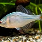 Shing Cheng - Facebook Profile Picture of Shing Cheng (@Shing-Cheng) on Facebook