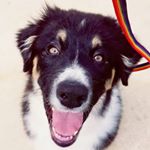 Profile Picture of Lily Stiles (@an.aussie.journey) on Instagram