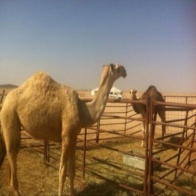 Profile Picture of حور عينّ . (@DustinWalter2) on Twitter