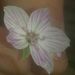 Profile Picture of Jerri Stephenson (@jerrifly) on Pinterest