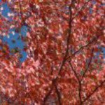 Profile Picture of Kim Northcutt (@_kimmypoo_) on Instagram