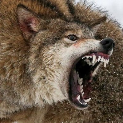 Profile Picture of Alexei V. Kuznetsov (@Al_Kuz_RT) on Twitter