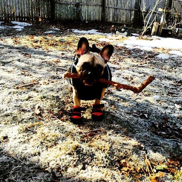 Profile Picture of Sarah Maseda (@franknfrench) on Poshmark