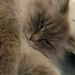 Profile Picture of issa (@isabellsimonsen_) on Pinterest