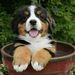 Profile Picture of Joseph Ferdinando (@jferdi73) on Pinterest
