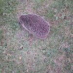 Alexandra Vogel 🌻 - Instagram Profile Picture of Alexandra Vogel 🌻 (@voges3) on Instagram