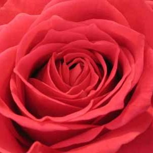 Profile Picture of Carolyn Bush (@CarolynBushPFW) on Twitter