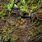 Profile Picture of Johannes van Stralen (@JvanStralen) on Flickr