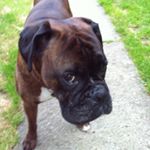Profile Picture of Steve Daley (@daley_goon) on Instagram