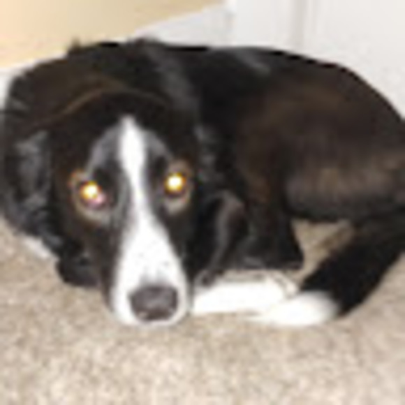 Profile Picture of Danielle Hennessey (@danni_yosh) on Poshmark