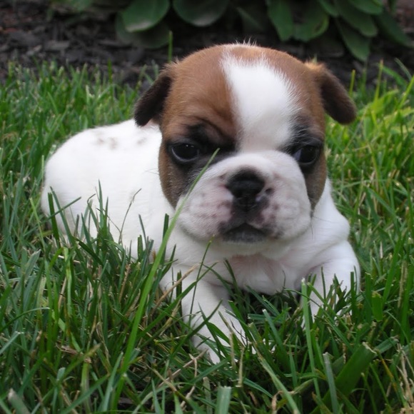 Profile Picture of Caitlin Decosta (@cdkupsc) on Poshmark