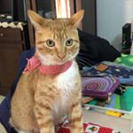 Profile Picture of Lucy Allende (@allende4522) on Instagram