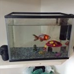 Adele - Instagram Profile Picture of Adele (@iz.anugent) on Instagram