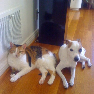Profile Picture of Dan Mancinelli (@danmanre) on Twitter