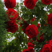 Profile Picture of Jimmy Wire (@jimmywire3813) on Youtube