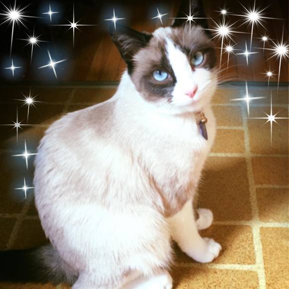 Profile Picture of Connie Challand (@challand1) on Poshmark