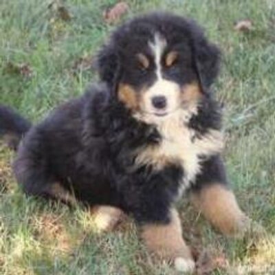 Profile Picture of Cheryl Horne (@cherylhorne13) on Twitter