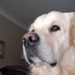 Profile Picture of Nan Barry (@55remington) on Instagram