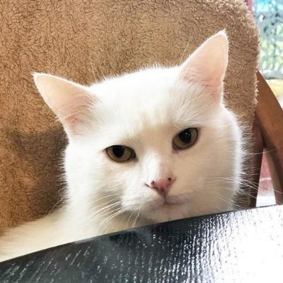 Profile Picture of Tuấn Anh (@tuan_anh_twt) on Twitter