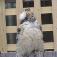 Profile Picture of Lani Phillips (@lani-phillips-1) on Quora