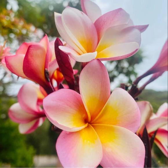 Profile Picture of Jo Dee (@marypoppinses) on Poshmark