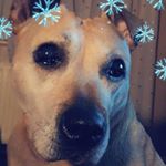 Profile Picture of Lewis Chadwick (@dark_succ) on Instagram