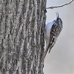 Profile Picture of Christopher Webbe (@pontefractious) on Flickr