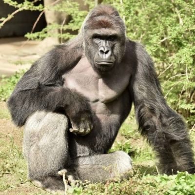 Profile Picture of Monke King (@BradwayRobert) on Twitter