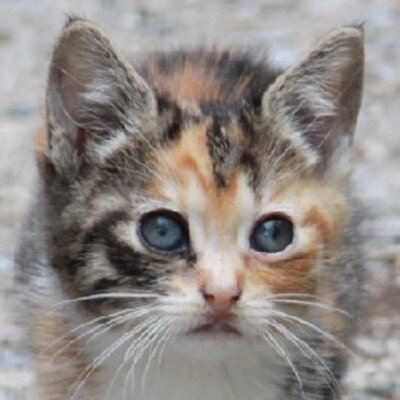 Profile Picture of Zhiyuan Zhang (@Zhang91007) on Twitter