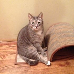 Profile Picture of Amy Wade (@macpoclo) on Pinterest