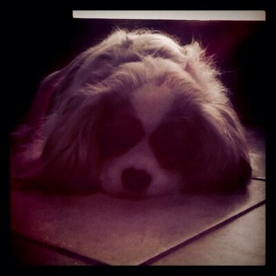 Profile Picture of Dan Colasanto (@dcolasanto42) on Twitter