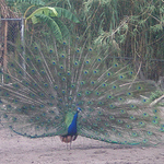 Profile Picture of Isabel  Hernandez (@chabelai) on Flickr