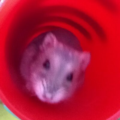 Profile Picture of Sophie (@JoePinkey) on Twitter