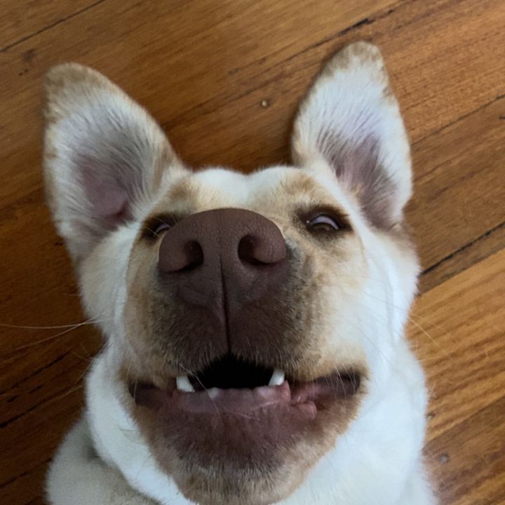 Profile Picture of dylan chau (@dylannchau) on Tiktok