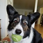 Sharon Pipes - Instagram Profile Picture of Sharon Pipes (@pipessharon) on Instagram