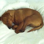 Profile Picture of Kornelia Achterhuis (@korneliaachterhuis) on Instagram