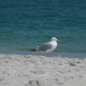 Profile Picture of Danielle Braun (@dani4353) on Pinterest