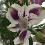 Profile Picture of Paula Borenstein (@paula.borenstein.1) on Facebook