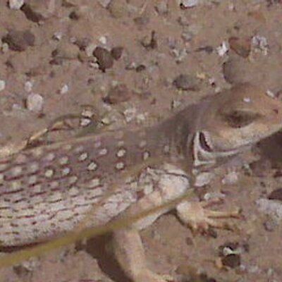 Profile Picture of Kevin Arakaki (@mtwabptl) on Twitter