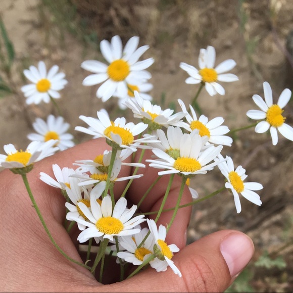 Sydney Shimkus - Poshmark Profile Picture of Sydney Shimkus (@sydneyshimkud) on Poshmark