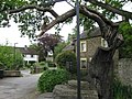 Profile Picture of Caton Oak - Wikipediaon Wikipedia