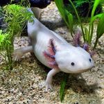 Profile Picture of Nathan Lutz (@that_short_kid_nate) on Instagram